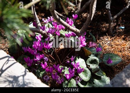 A high-angle shot of purple Eastern sowbread grown in the field Stock Photo