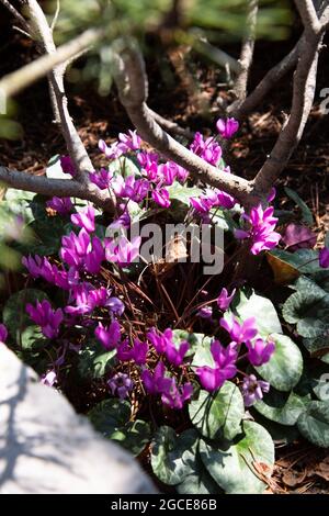 Vertical shot of a purple Spring sowbread flower on a blurred ...