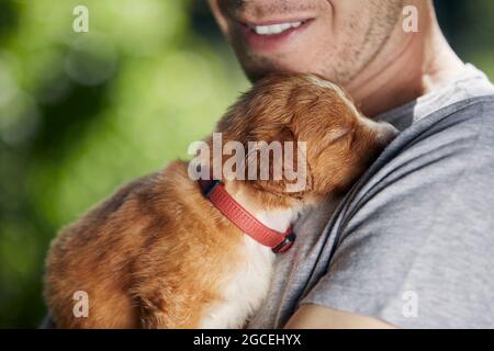 Man holding cute puppy. Nova Scotia Duck Tolling Retriever sleeping in arms of breeder. Stock Photo