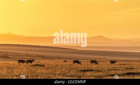 A herd of common eland, tragelaphus oryx, grazing in the grassland of the Masai Mara, Kenya, in early morning sunlight. Stock Photo