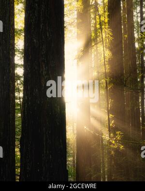 Sunlight through Green Redwood Forest in Northern California Stock ...
