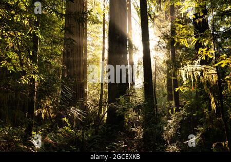 Peaceful forest scene with redwood trees backlit by setting sun Stock Photo