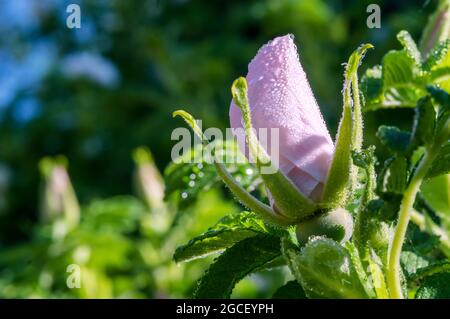 Dew on the flower bud. White rosebud. Unbloomed pink rose flower. Rose hips in bloom. Stock Photo