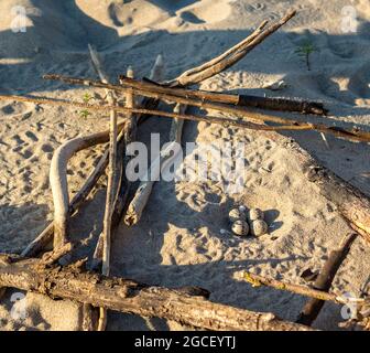 A seagull laid eggs. Bird eggs on the sea sand. Sea gull's nest. Spotted bird eggs on the shore. Stock Photo