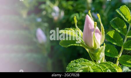 Dew on the flower bud. White rosebud. Unbloomed pink rose flower. Rose hips in bloom. Stock Photo