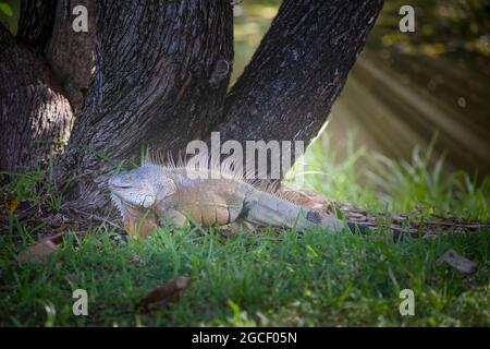 A large and impressive looking male iguana walks by a tree next to a creek in a natural area in Fort Lauderdale. Stock Photo