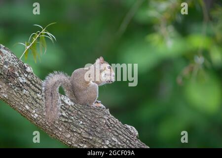 A cute squirrel snacks on a nut while sitting in a tree in the Florida Everglades. Stock Photo