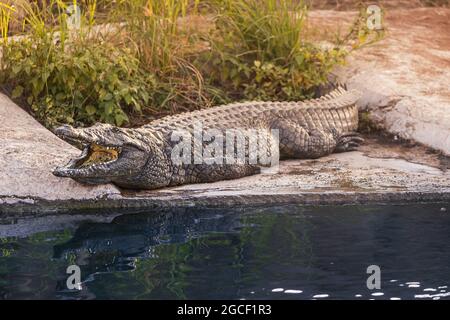 crocodile or alligator lies and showing his teeth on the rock near the pond Stock Photo