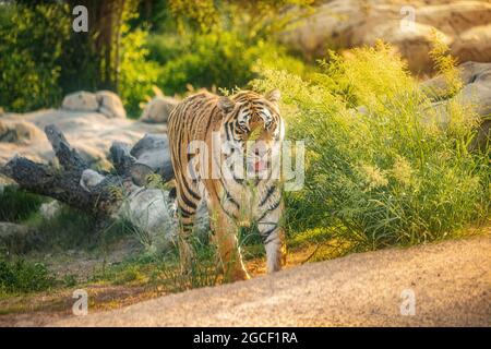 A beautiful and powerful tiger walks through its possessions in the national park. Majestic and dangerous predatory big cat Stock Photo