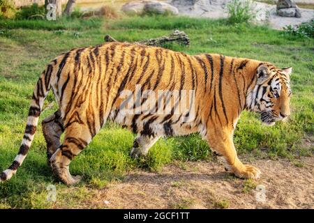 A beautiful and powerful tiger walks through its possessions in the national park. Majestic and dangerous predatory big cat Stock Photo
