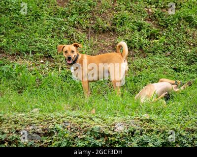 Happy Mongrel Dog with a Black Pet Collar Stands in the Public Park next to another Dog Lying on the Grass in Medellin, Colombia Stock Photo