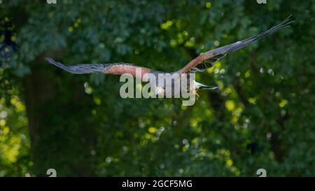 Harris's Hawk (Parabuteo unicinctus) Flying from Tree Stock Photo