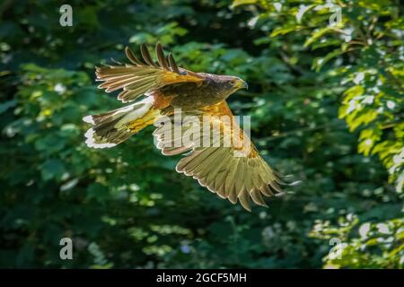 Harris's Hawk (Parabuteo unicinctus) Flying from Tree Stock Photo