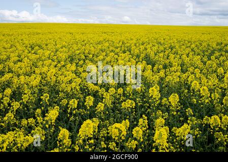 Beautiful landscape on the island Ven in the Øresund between Denmark and Sweden in May with a field of yellow rapeseed flowers Stock Photo