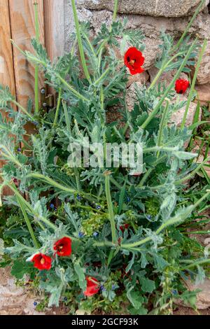 Red horned-poppy. Glaucium corniculatum Stock Photo