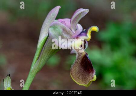 Ophrys tenthredinifera.  sawfly orchid Stock Photo