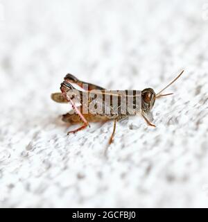 An interesting grasshopper on a white wall, a Calliptamus italicus Stock Photo