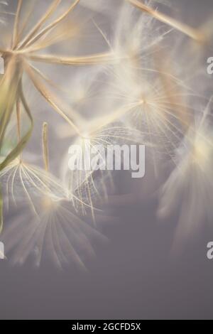 giant dandelion seeds macro on pastel color background Stock Photo