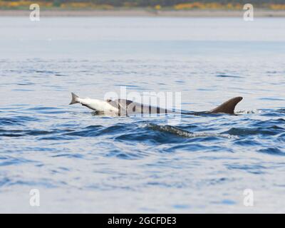 Bottlenose dolphin (Tursiops truncatus) eating a salmon in the Moray Firth, taken from the beach at Chanonry Point, Black Isle, Highlands, Scotland Stock Photo