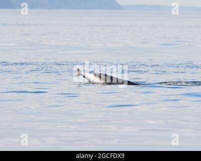 Bottlenose dolphin (Tursiops truncatus) eating a salmon in the Moray Firth, taken from the beach at Chanonry Point, Black Isle, Highlands, Scotland Stock Photo