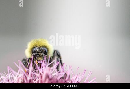 Macro view of a bumble bee with pollen al over its face.  Closeup.  Copy space.