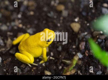 Closeup of a Golden Poison Frog or golden dart frog Stock Photo