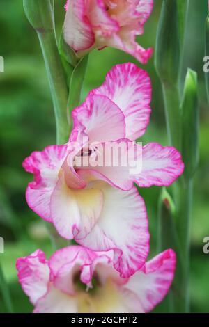 Pink gladiolus flower close-up in the garden Stock Photo
