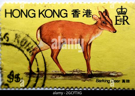 An old used postage stamp printed in Hong Kong China shows barking deer also called rib-faced deer and muntjac lives in southern China, vintage retro, Stock Photo