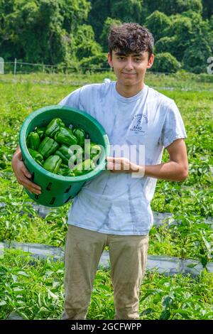 Volunteers working on a large vegetable farm in central Massachusetts to harvest vegetables for the Worcester, Massachusetts food bank Stock Photo