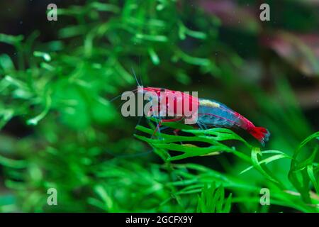 Neocaridina davidi, Red Rili pattern Shrimp Stock Photo