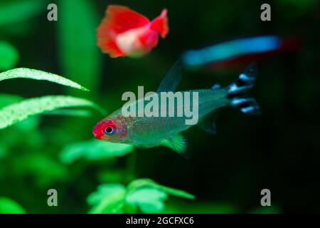 rummy-nose tetra fish (Hemigrammus rhodostomus) Stock Photo