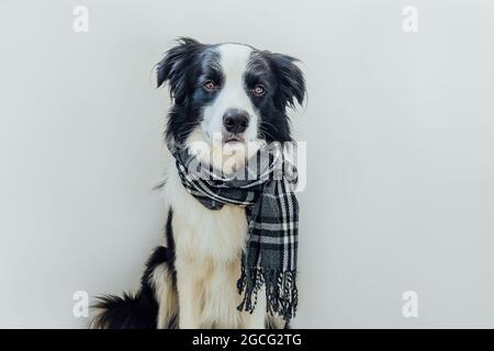 Border sales collie clothes