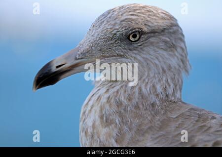 Close-up of an American herring gull or Smithsonian gull (Larus smithsonianus or Larus argentatus smithsonianus), at the Chatham Fish Pier on Cape Cod Stock Photo