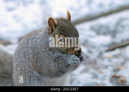 Close-up of a chubby Eastern gray squirrel (Sciurus carolinensis) eating on a snow covered backyard deck Stock Photo