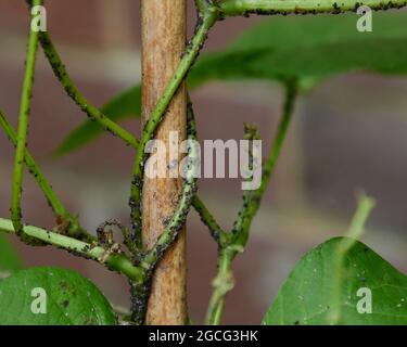 Blackfly on runnerbean stems after spraying with washing-up liquid mixed with water. Stock Photo