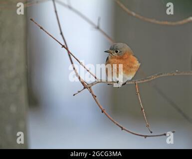 A female Eastern bluebird (Sialia sialis) perched on a branch of a maple tree during a New England winter Stock Photo