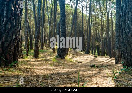 Maritime pines in the Liencres Dunes Natural Park in Cantabria, northern Spain Stock Photo