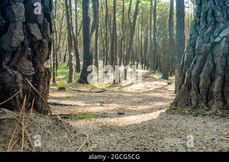 Maritime pines in the Liencres Dunes Natural Park in Cantabria, northern Spain Stock Photo