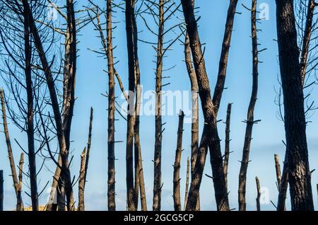 Maritime pines in the Liencres Dunes Natural Park in Cantabria, northern Spain Stock Photo