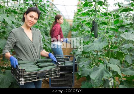 Female farmer carrying plastic box of cucumbers in greenhouse Stock Photo