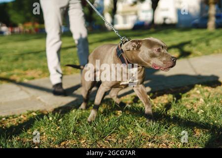 Close up on head of gray american pit bull terrier apbt dog on the leash standing in sunny day Stock Photo