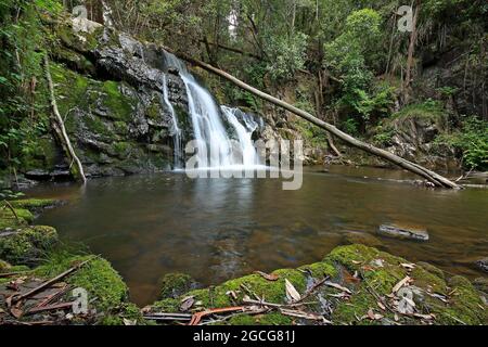 lilydale falls waterfall in tasmania Stock Photo