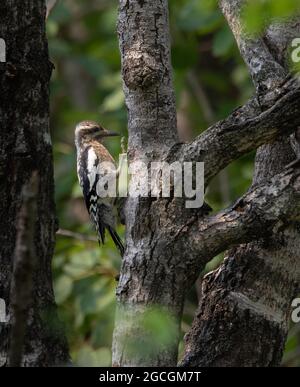 Juvenile yellow-bellied sapsucker woodpecker  ( Sphyrapicus varius ) Stock Photo