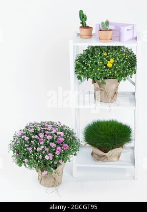 Chrysanthemum bushes grass and cacti in pots on rack isolated on white