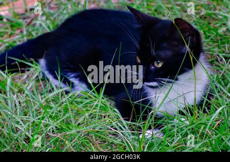 Fancy, a black and white tuxedo kitten, plays in the grass, Aug. 8, 2021. Tuxedo cats are named for their black and white color pattern. Stock Photo