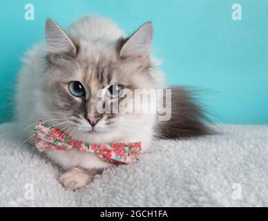 White tortoiseshell cat with blue eyes wearing pink flower bow tie portrait on blue background Stock Photo
