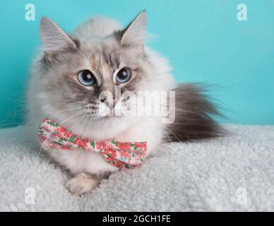 White tortoiseshell cat with blue eyes wearing pink flower bow tie lying down on blue background Stock Photo