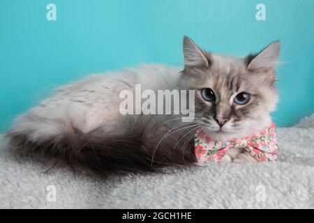 White tortoiseshell cat with blue eyes wearing pink flower bow tie on blue background Stock Photo