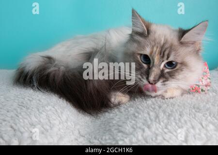 White tortoiseshell cat with blue eyes wearing pink flower bow tie with tongue sticking out on blue background Stock Photo
