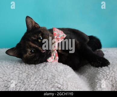 Tortoiseshell cat wearing pink flower bow tie portrait lying down on blue background Stock Photo